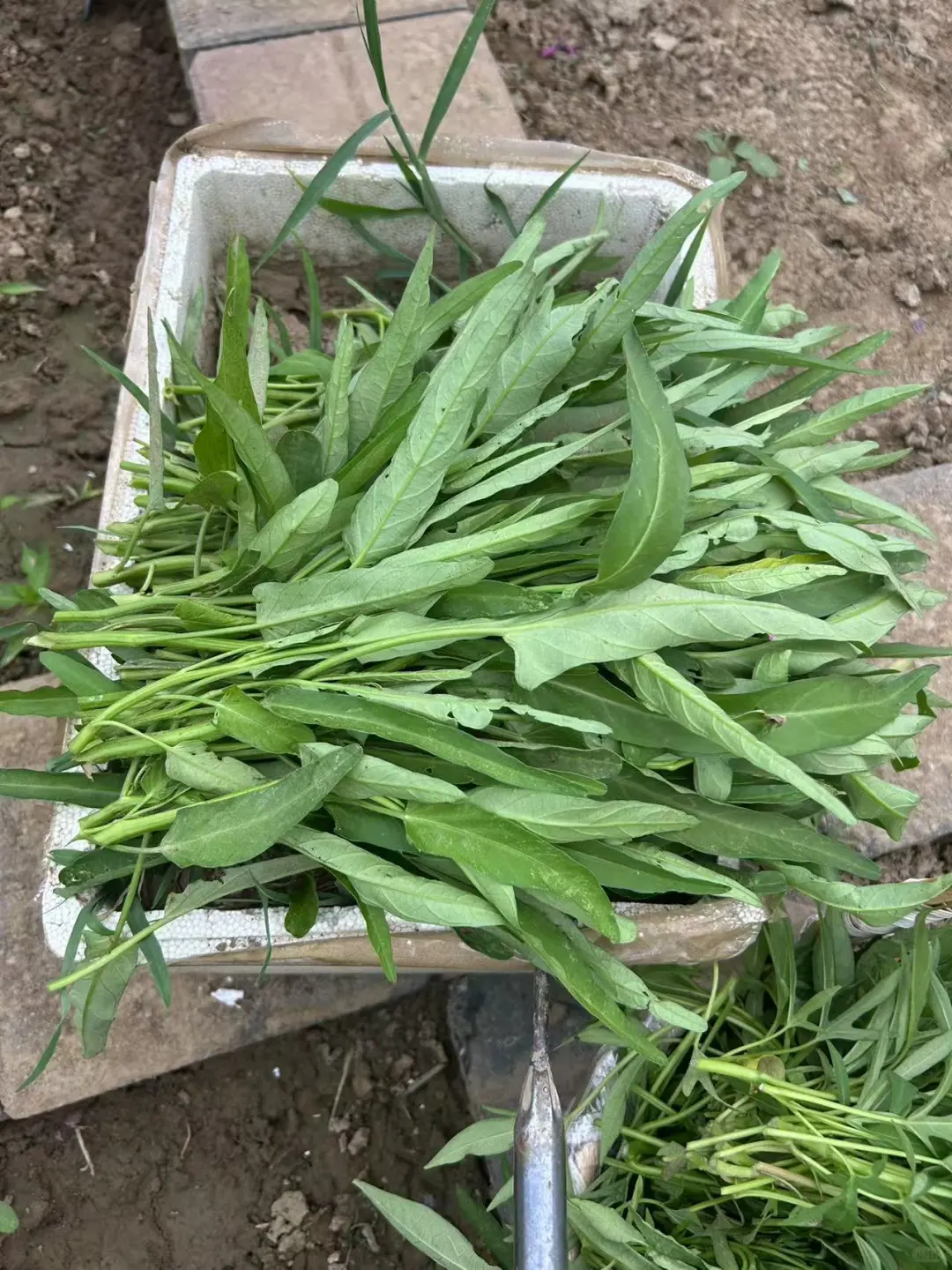 在小小的菜园里库库一顿挖