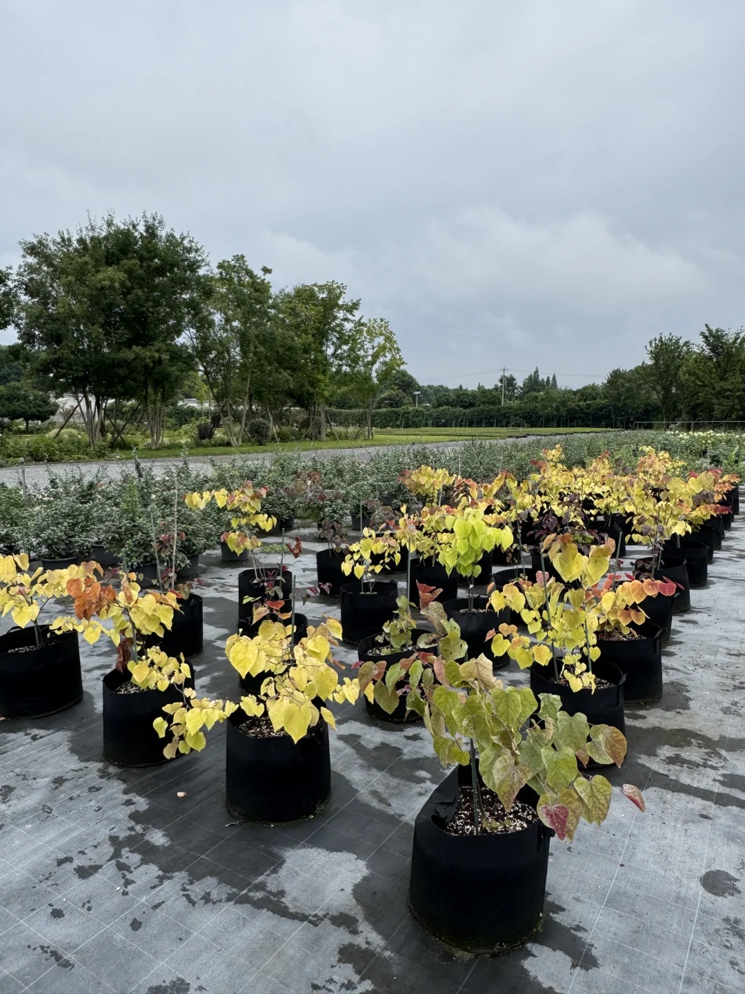 今天去了苗圃基地，是真的便宜