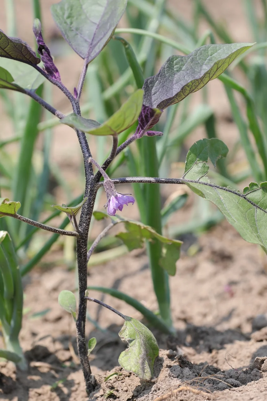 看看菜园子里面有什么