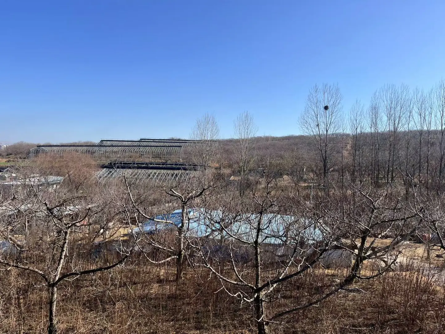 农业硕士返乡创业记录之中药材项目