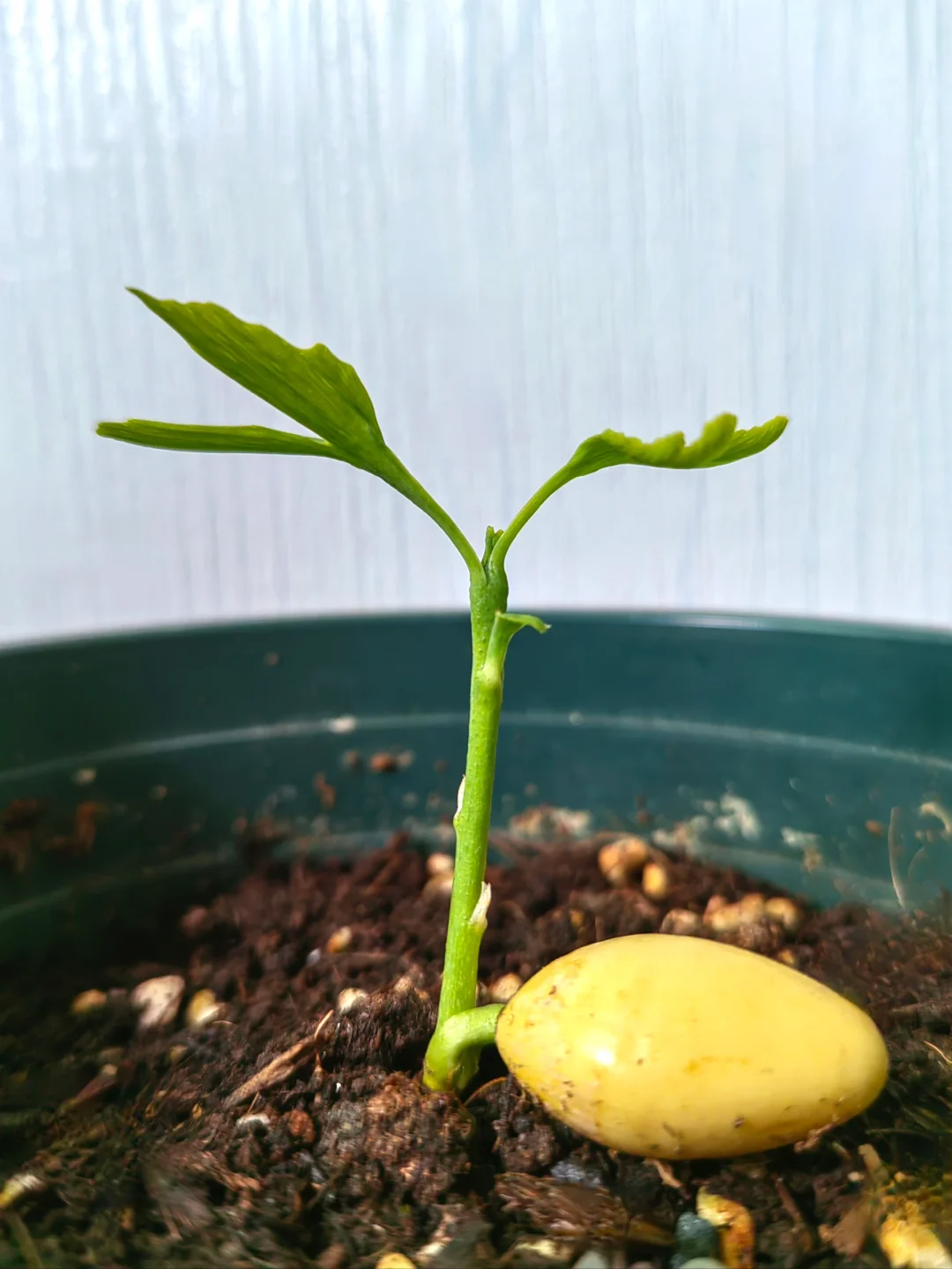 银杏种植教程｜从种子到树苗很简单?