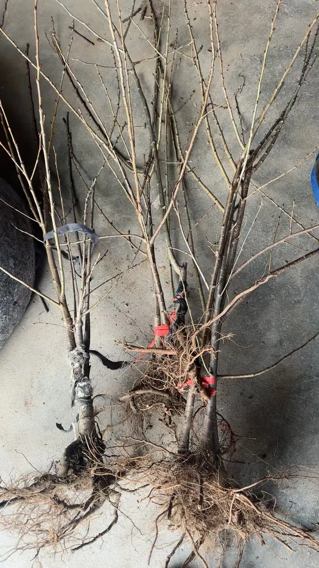 中华小樱桃树各种规格继续起苗了