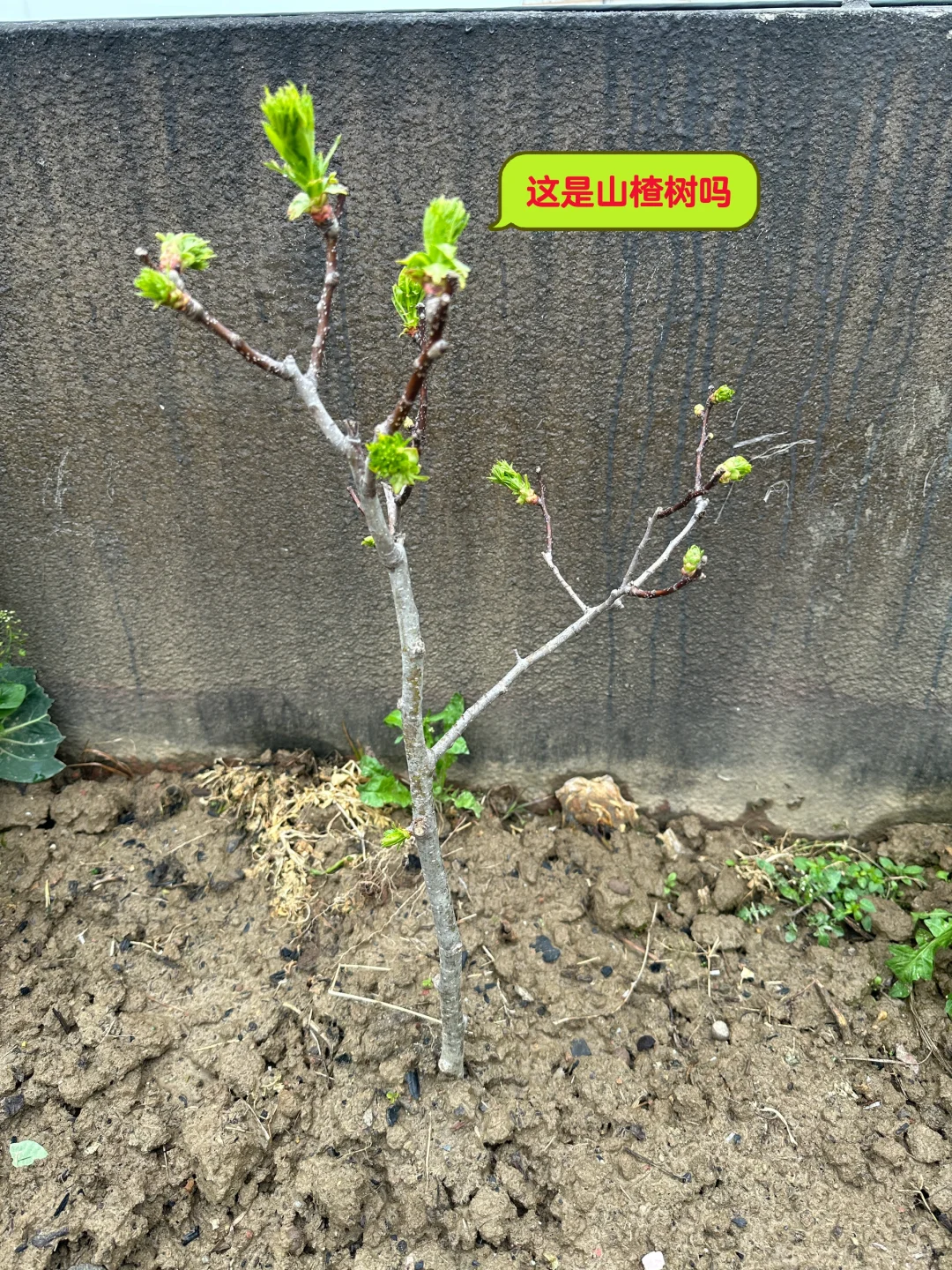 山楂树长这样吗？