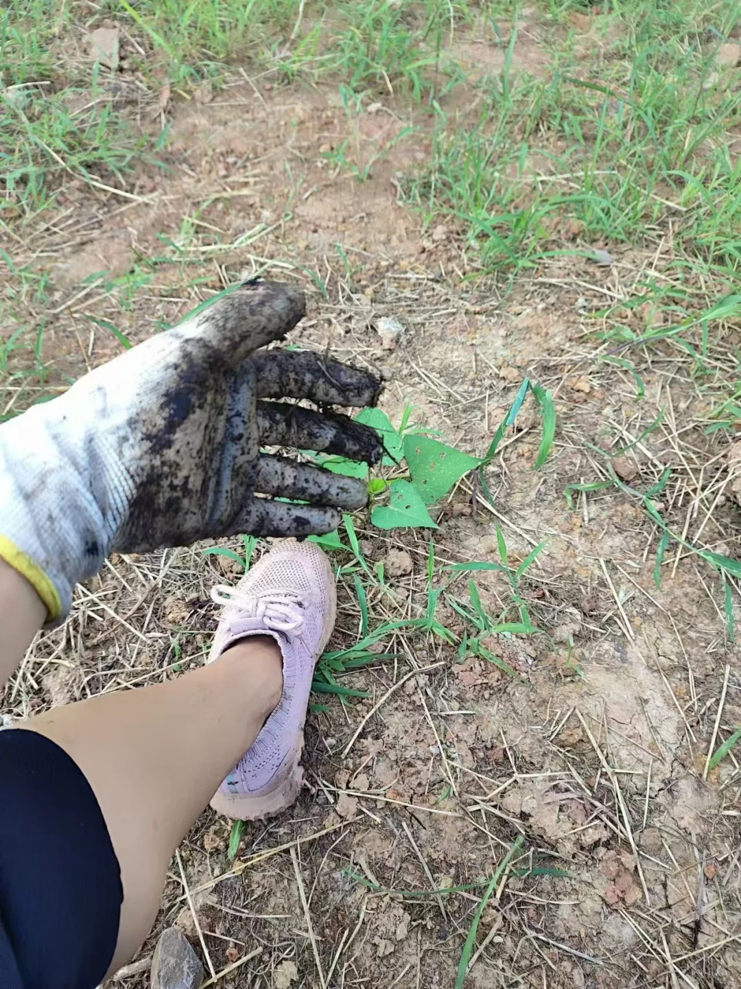 ?堆肥小妙招，生活垃圾变宝藏?