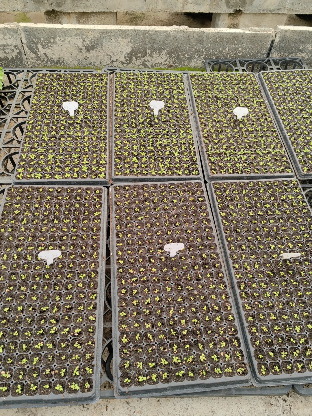 安徽羽叶报春每月一批种苗，1000株