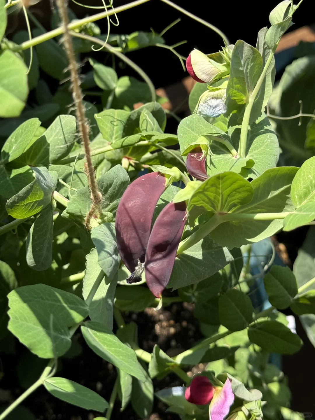 历经两个月从小菜苗到采收大家看我种的如何