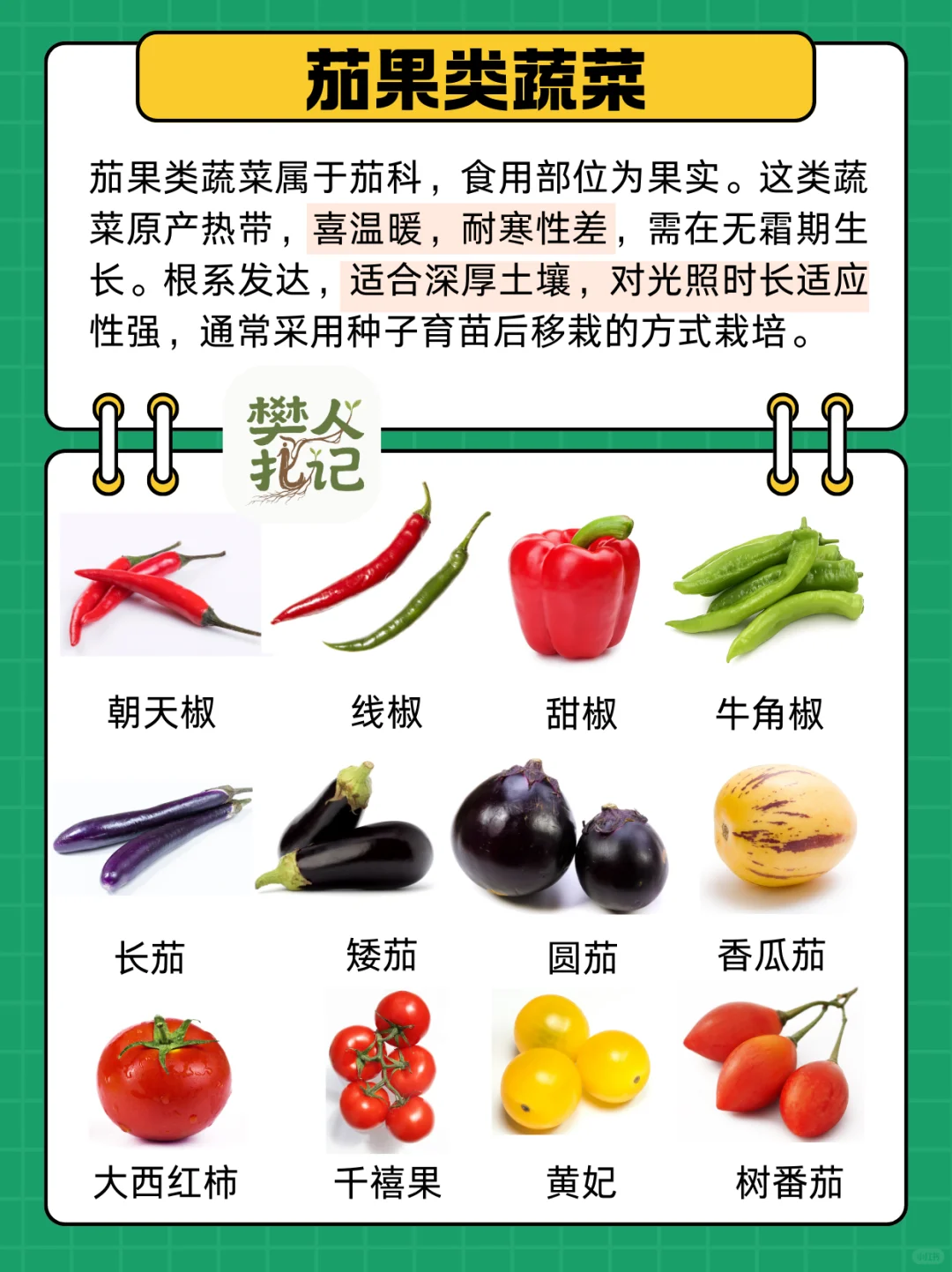 不知道种什么菜❓蔬菜清单看这里（上）