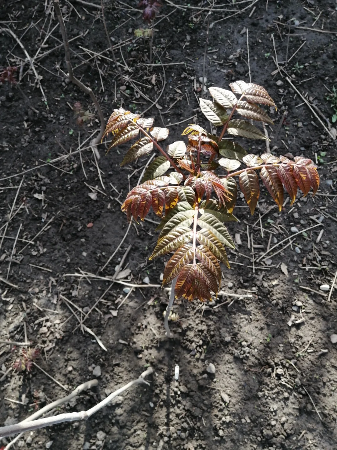 明年香椿树全部卖掉