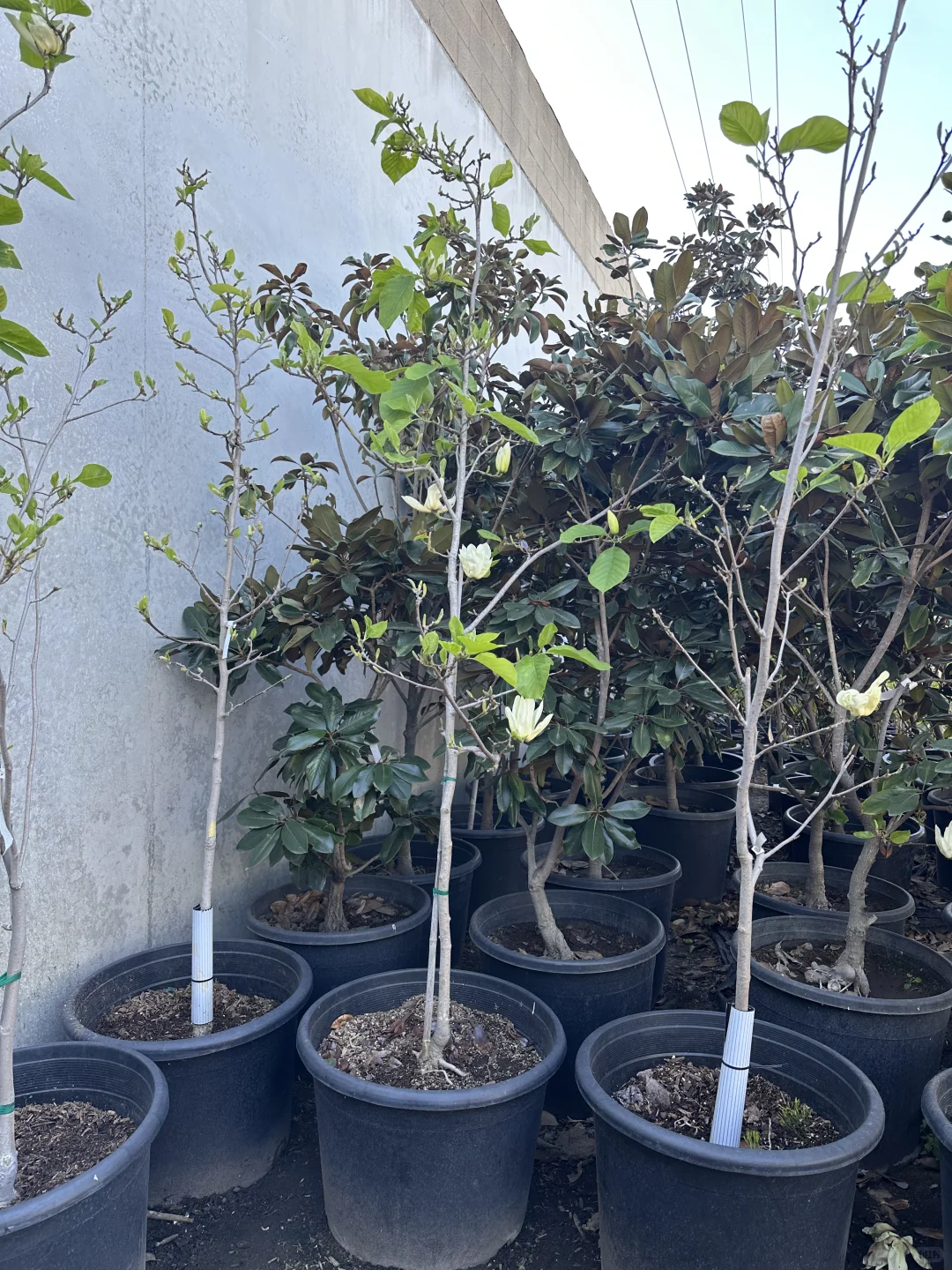 发现一个很好的苗圃