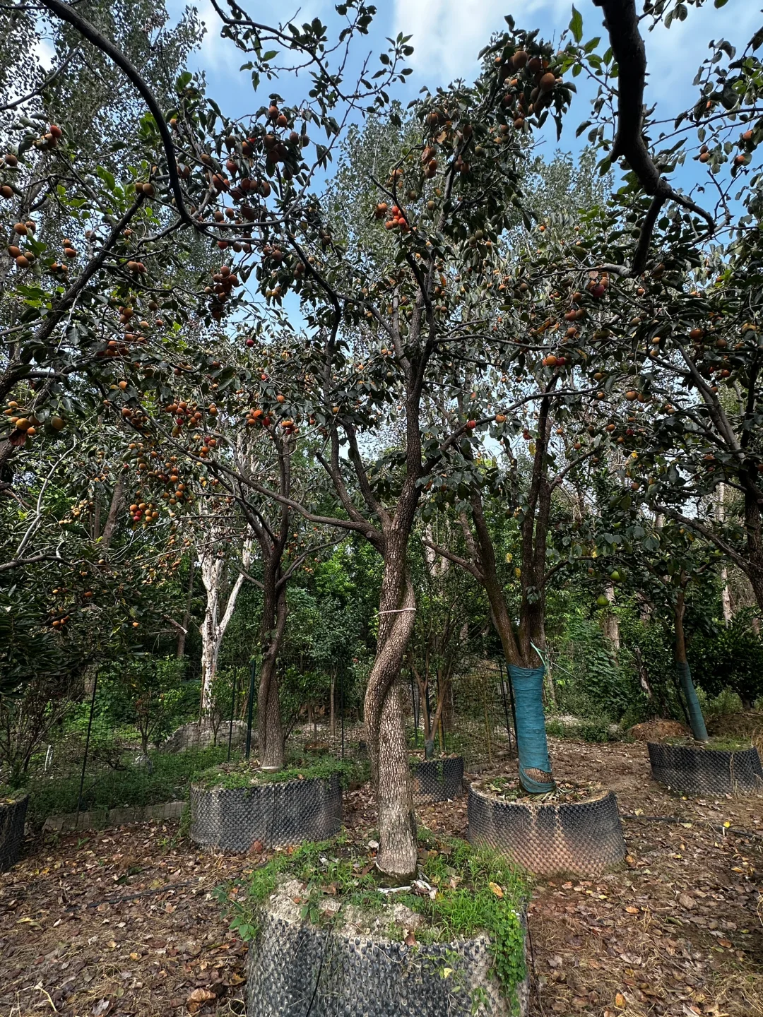 挑了一天柿子树