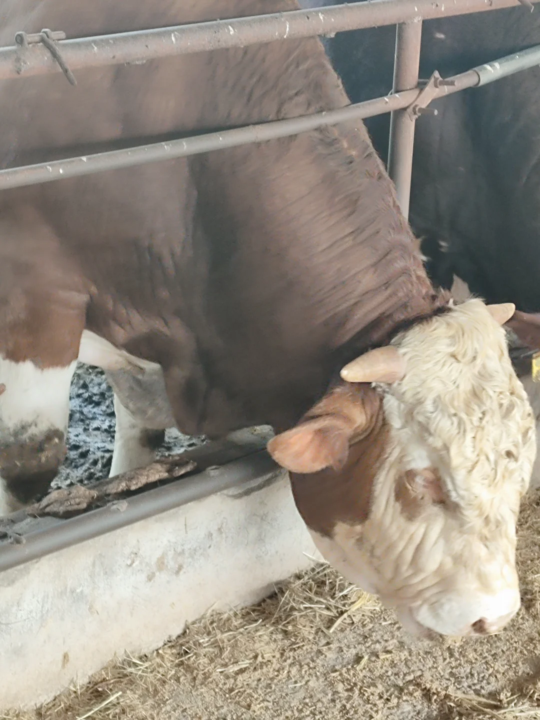 1000斤牛这么喂，出栏快一倍！