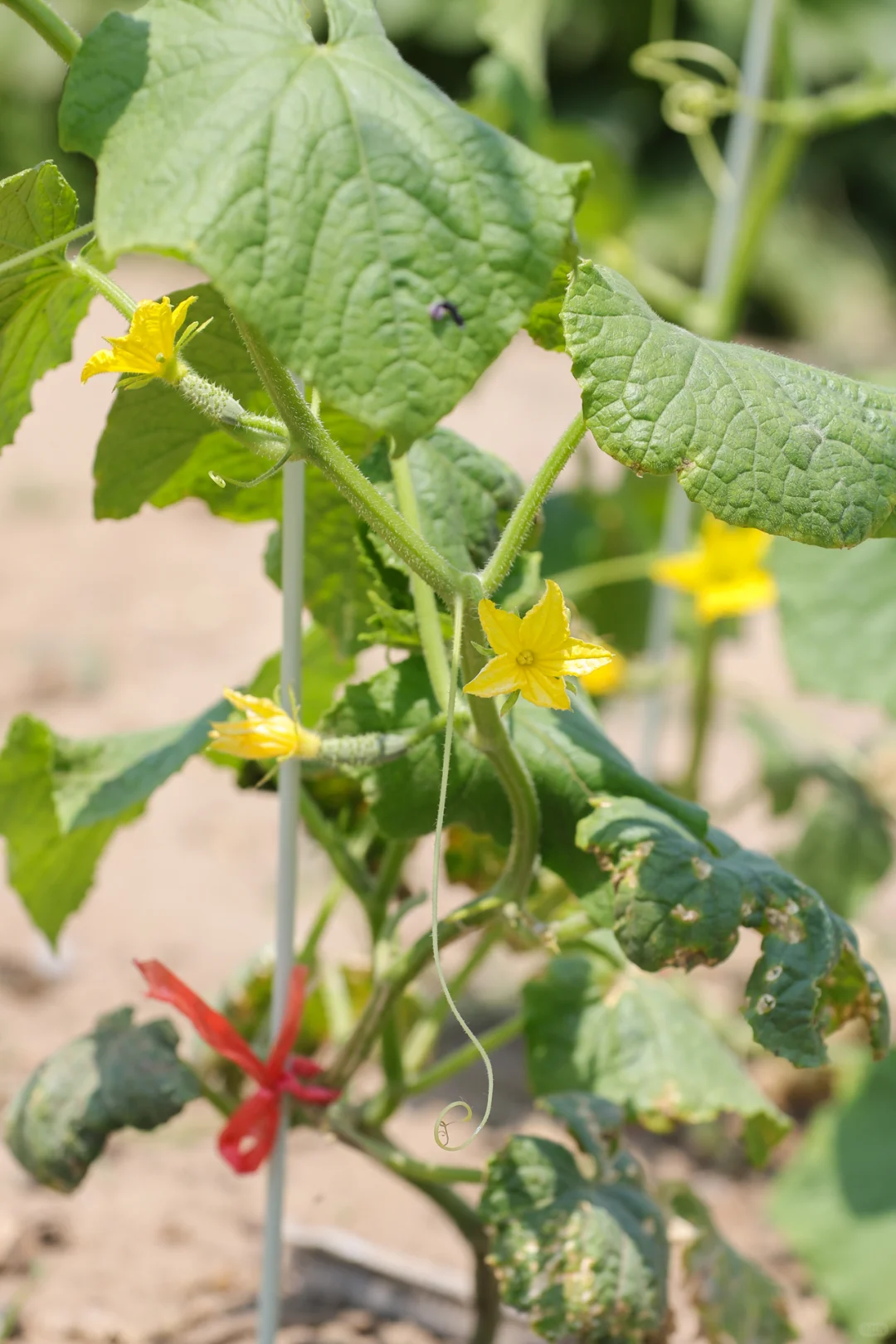 看看菜园子里面有什么