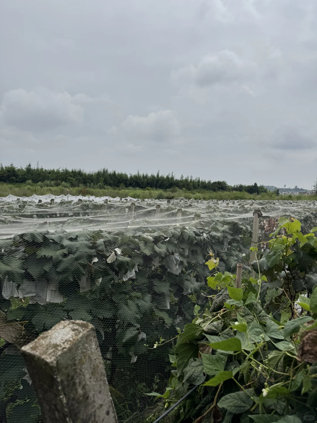 爷爷不会卖?只知道怎么种好葡萄10多块一箱