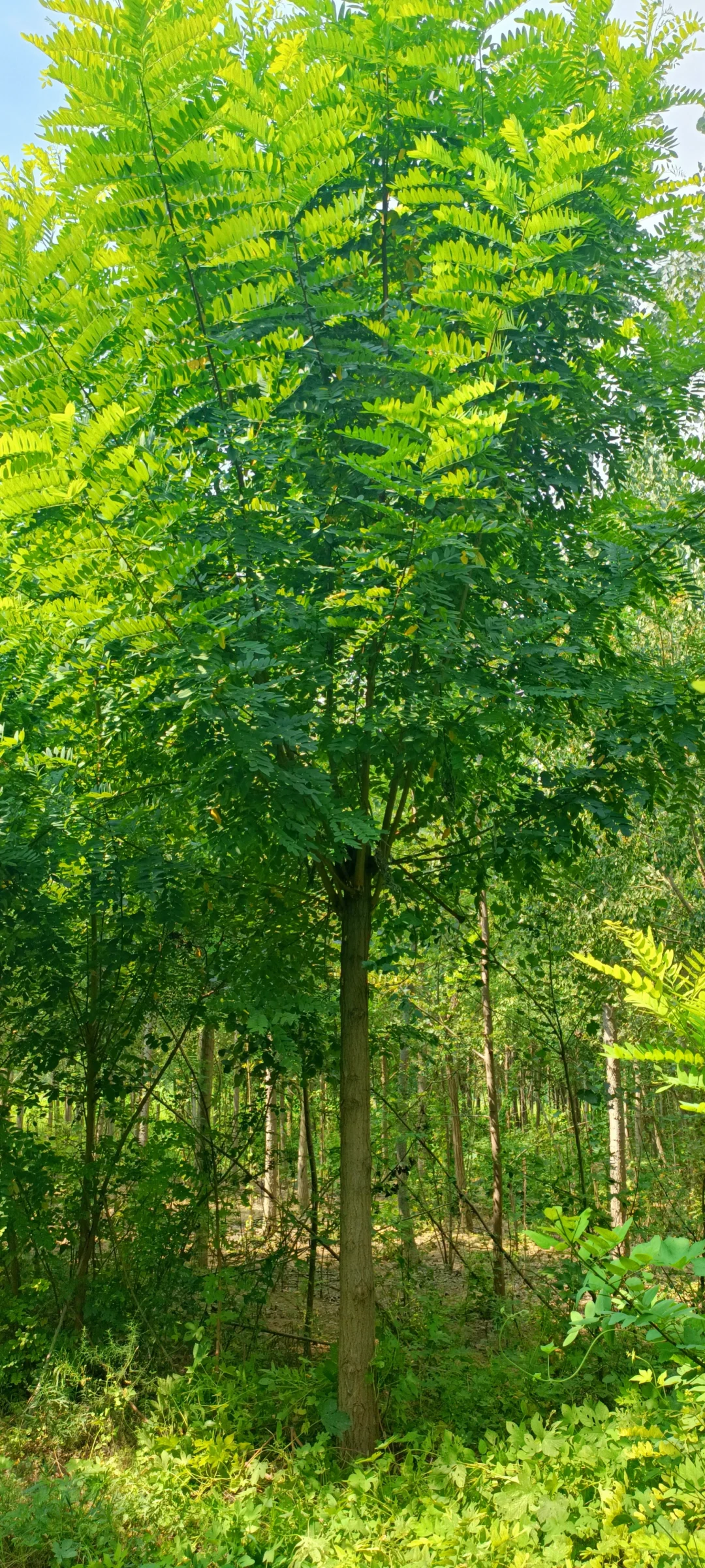 千亩绿化树，绿化苗木