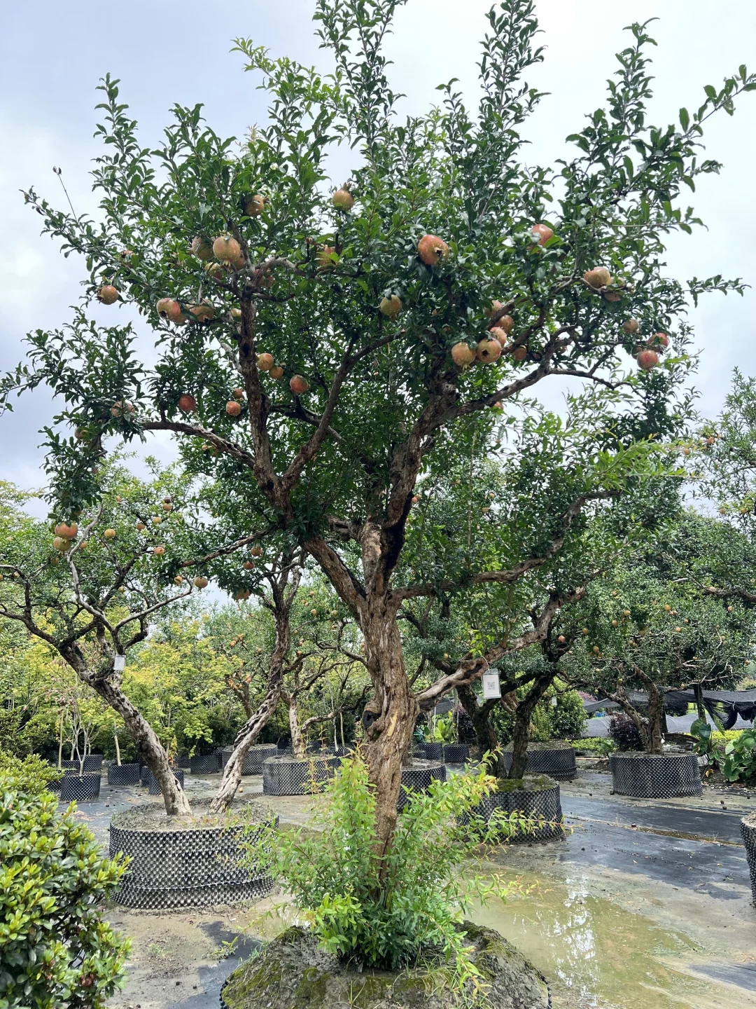 又到了吃石榴的季节了