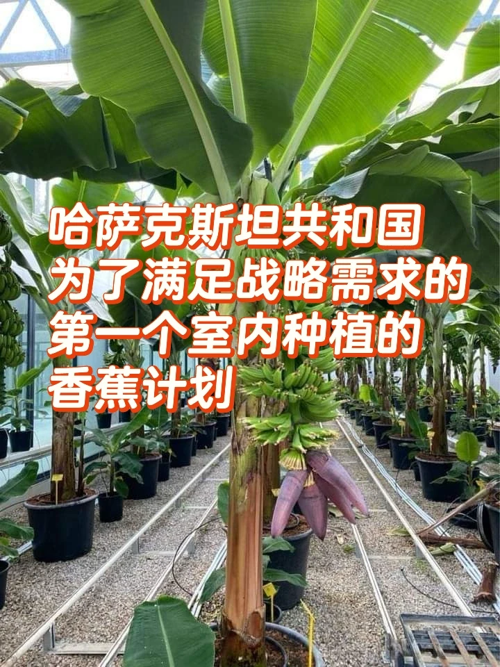 ????因为农业才是真正的“现金奶牛”?