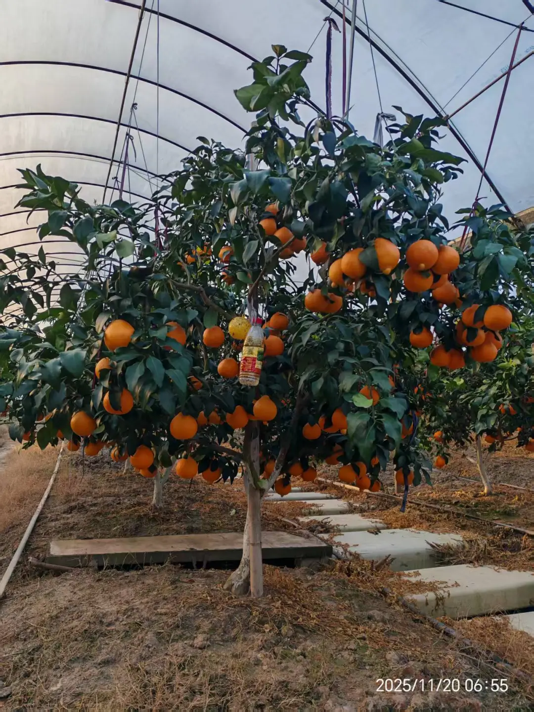 好吃的水果！！农村果园直发红美人?