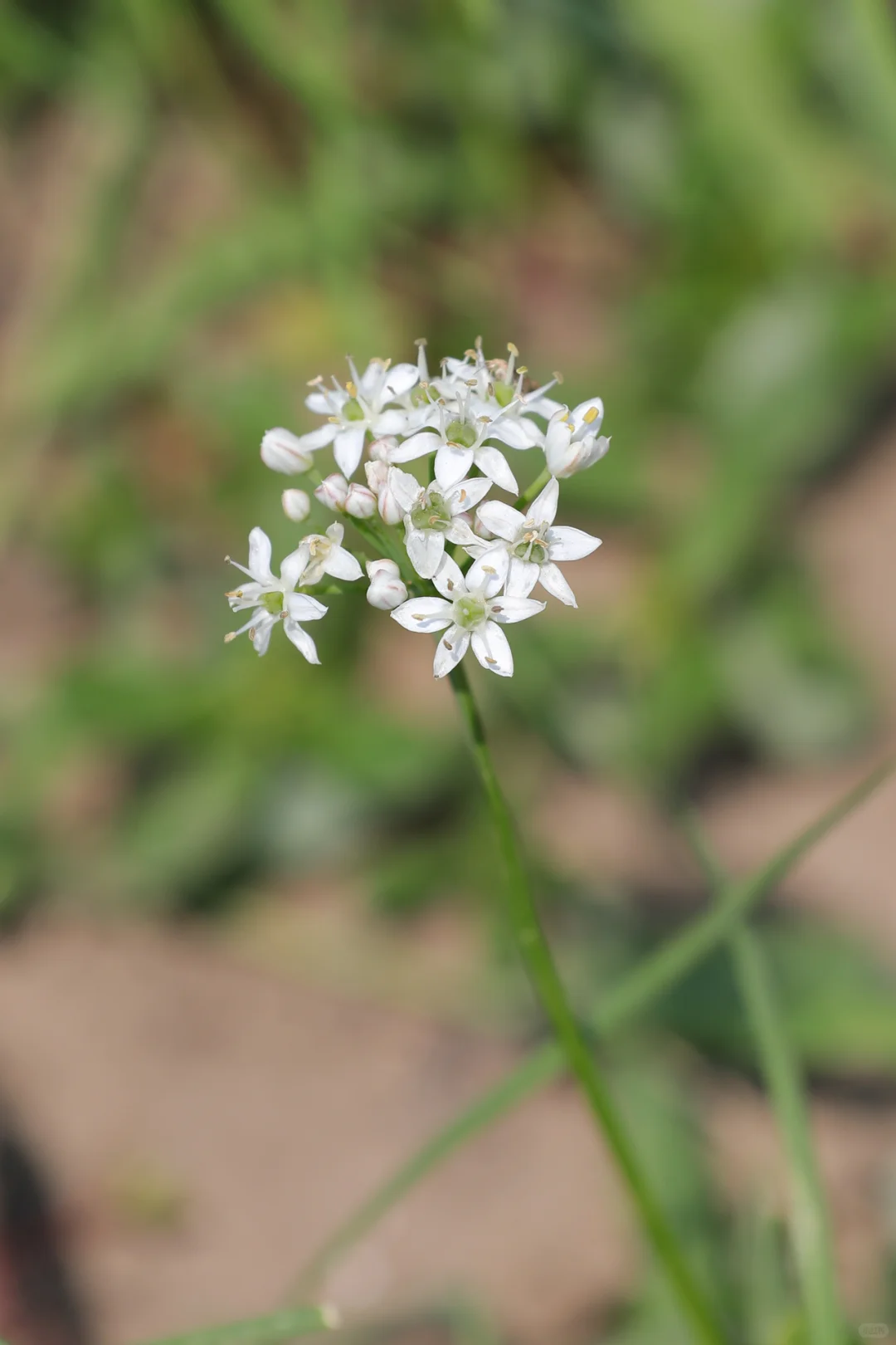 看看菜园子里面有什么
