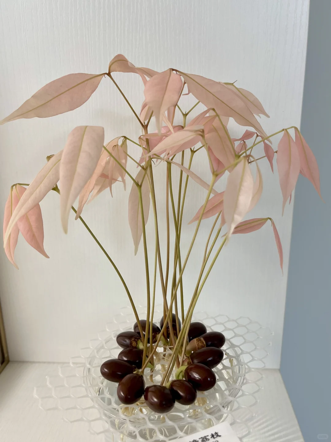 用不完的蔬菜/果核这样水培！