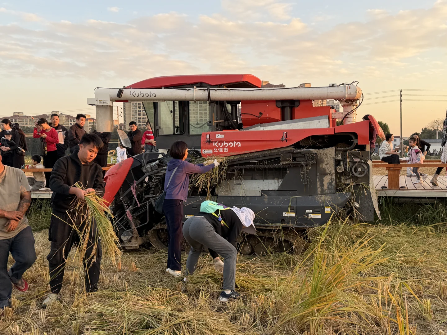 ? 晚稻割禾，又见久保田