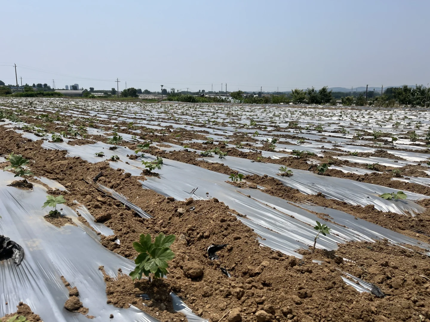 农业硕士返乡创业记录之中药材项目