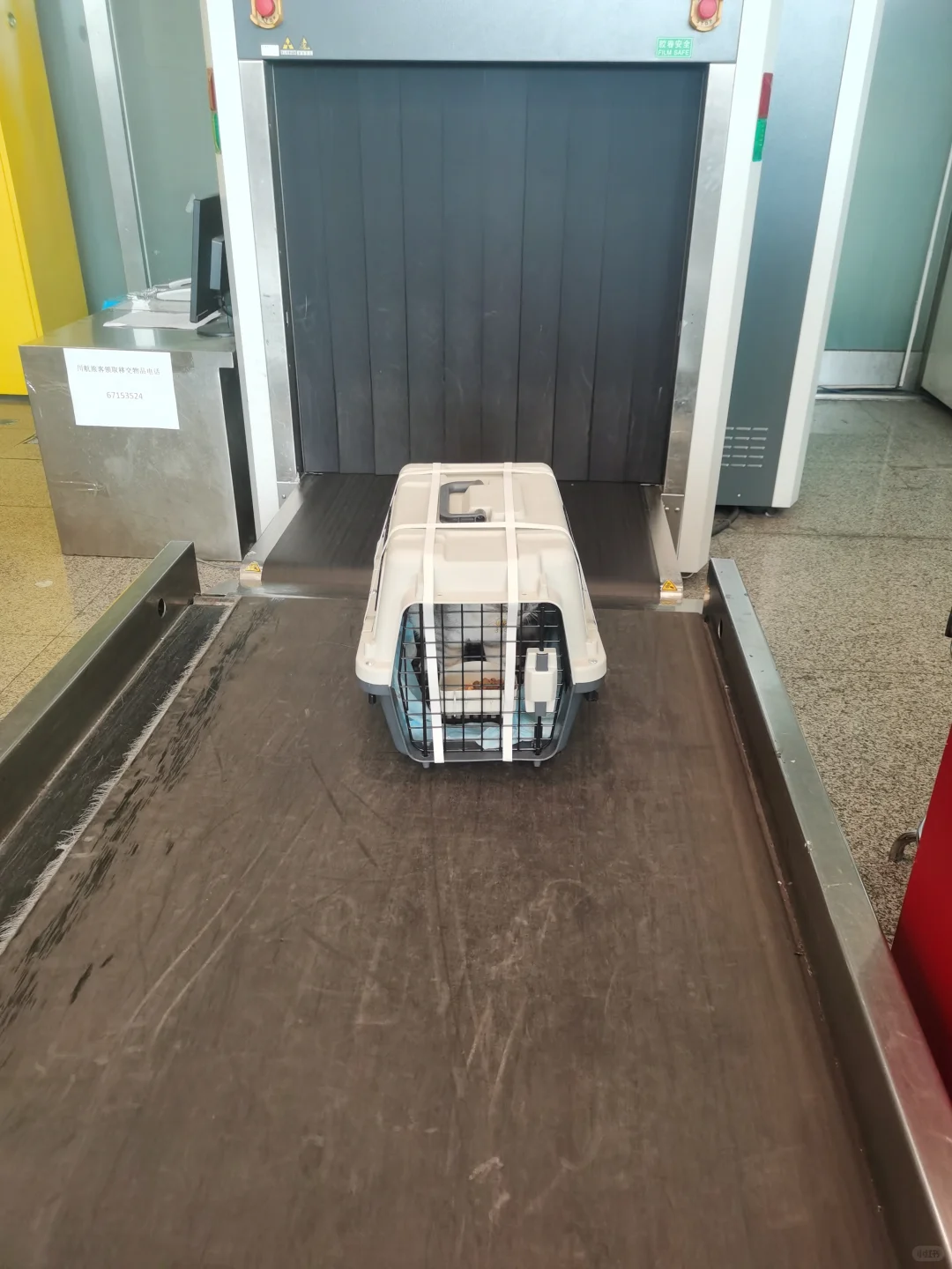 猫猫1500公里跨越保姆级攻略来咯！（1）