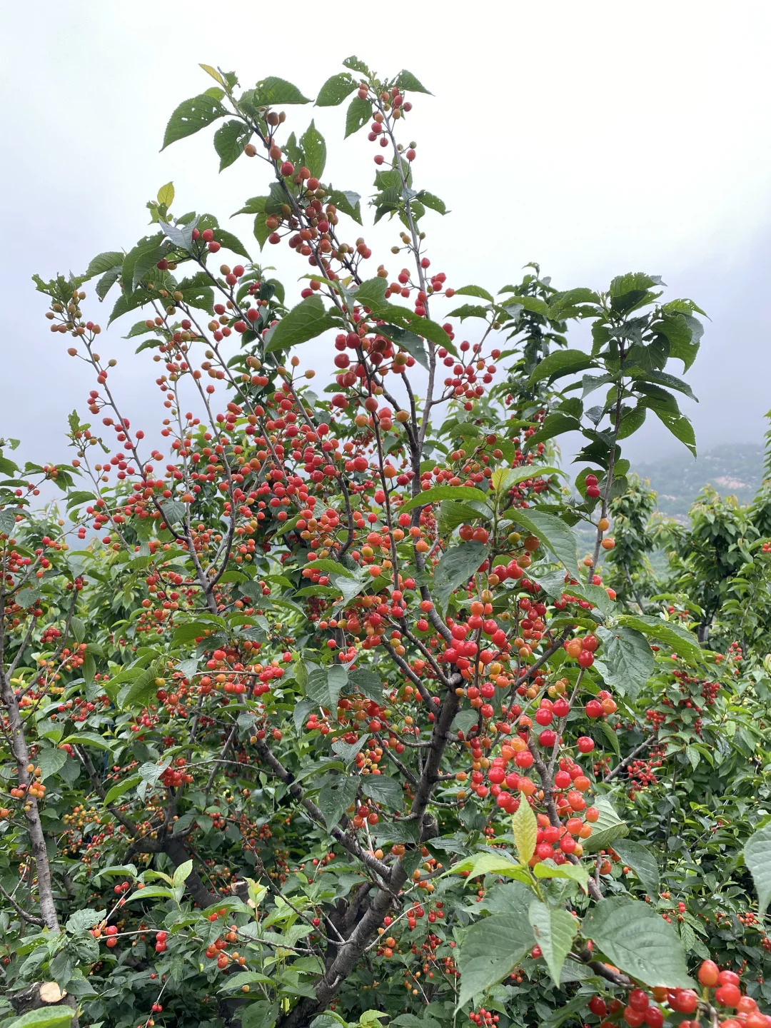 中华小樱桃树各种规格继续起苗了