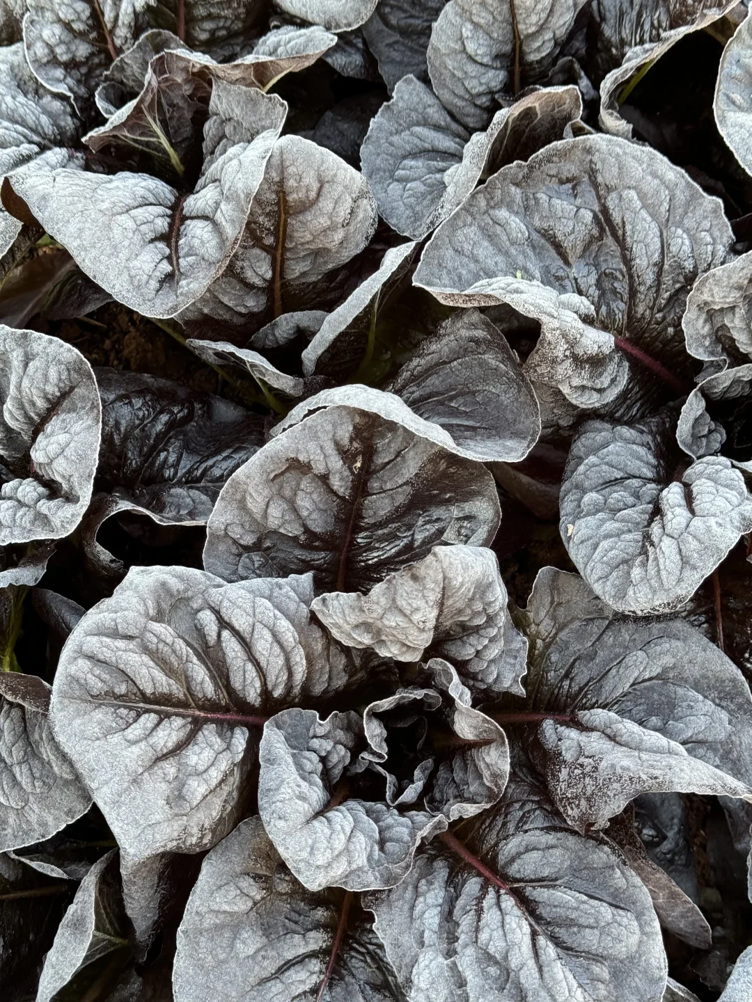 历经两个月从小菜苗到采收大家看我种的如何