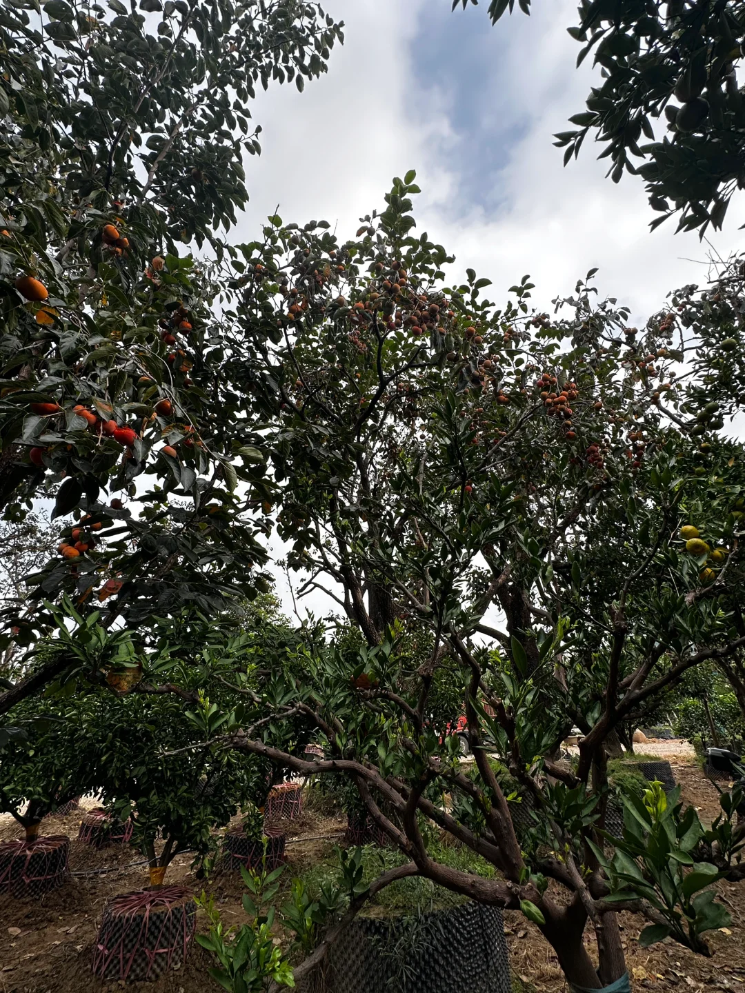 挑了一天柿子树