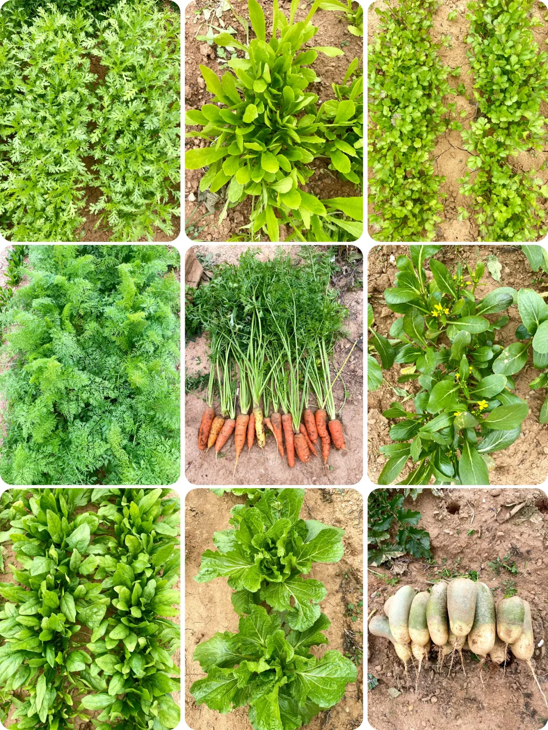 深秋的菜园子！