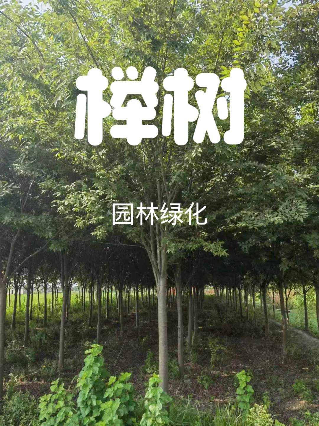 自家红榉树退林还耕急处理，价格实惠！