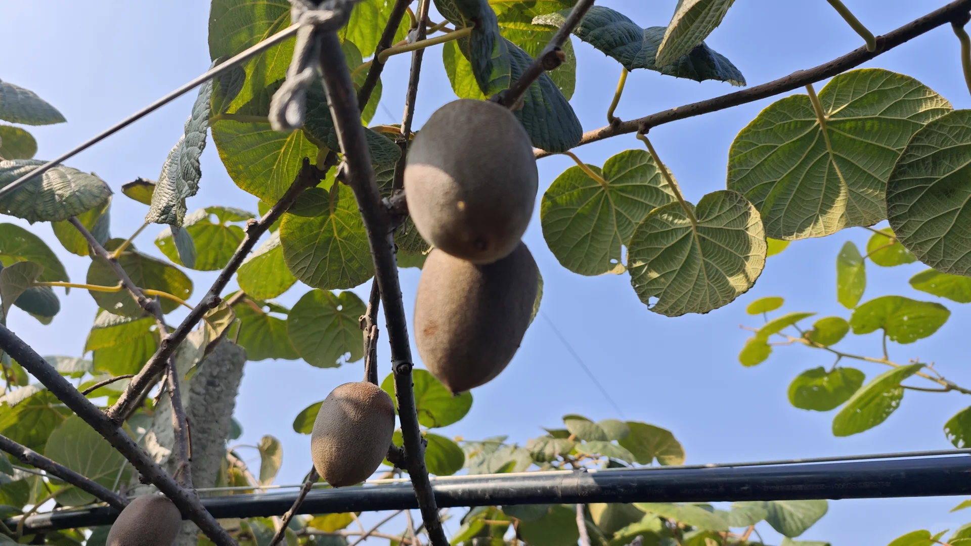 常州新农村猕猴桃采摘