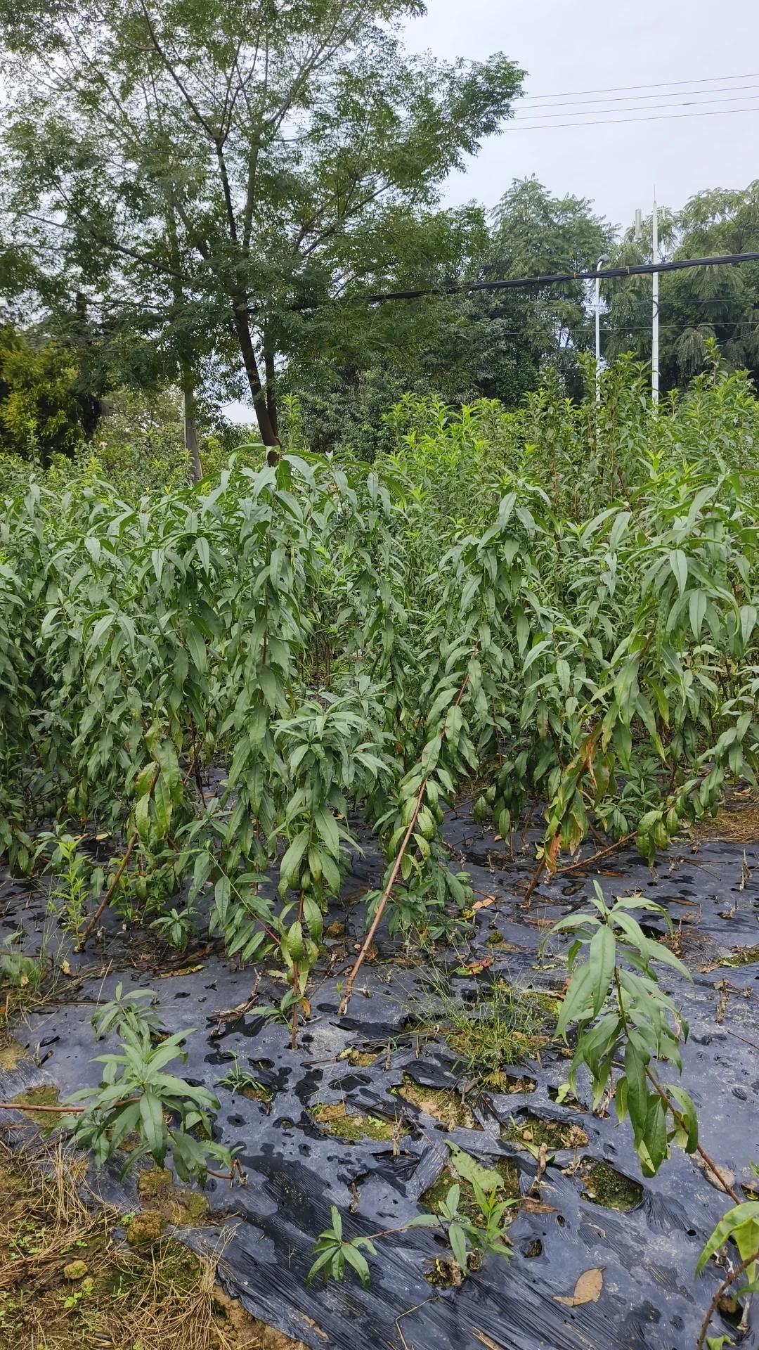 提供各种新品种果树苗总有一种适合您