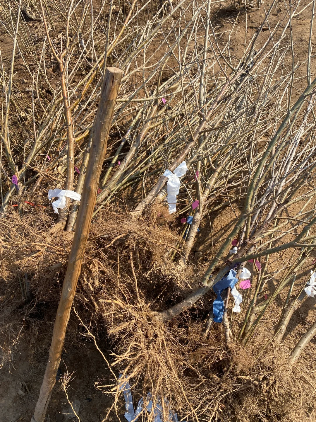 给朋友们挖的樱桃树苗。