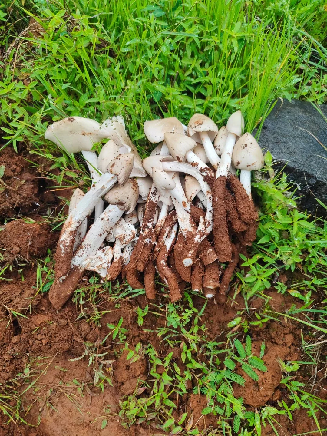 这些年种植菌类的心酸与苦辣,只有其中人懂