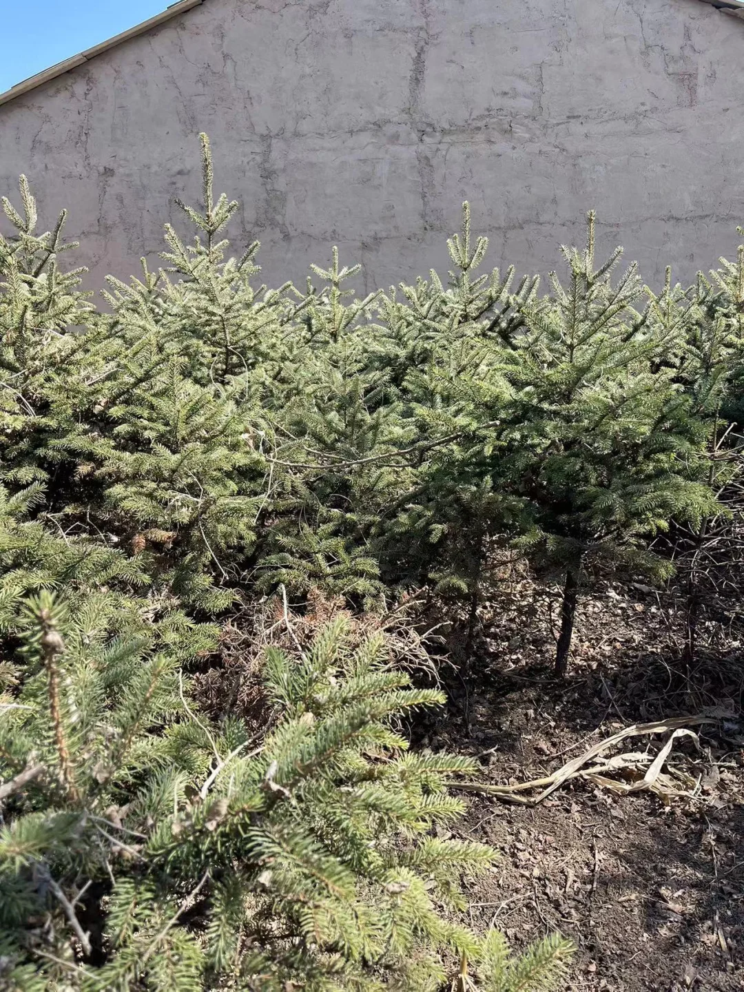 大量出售云杉树1.2米左右 5000颗吉林省