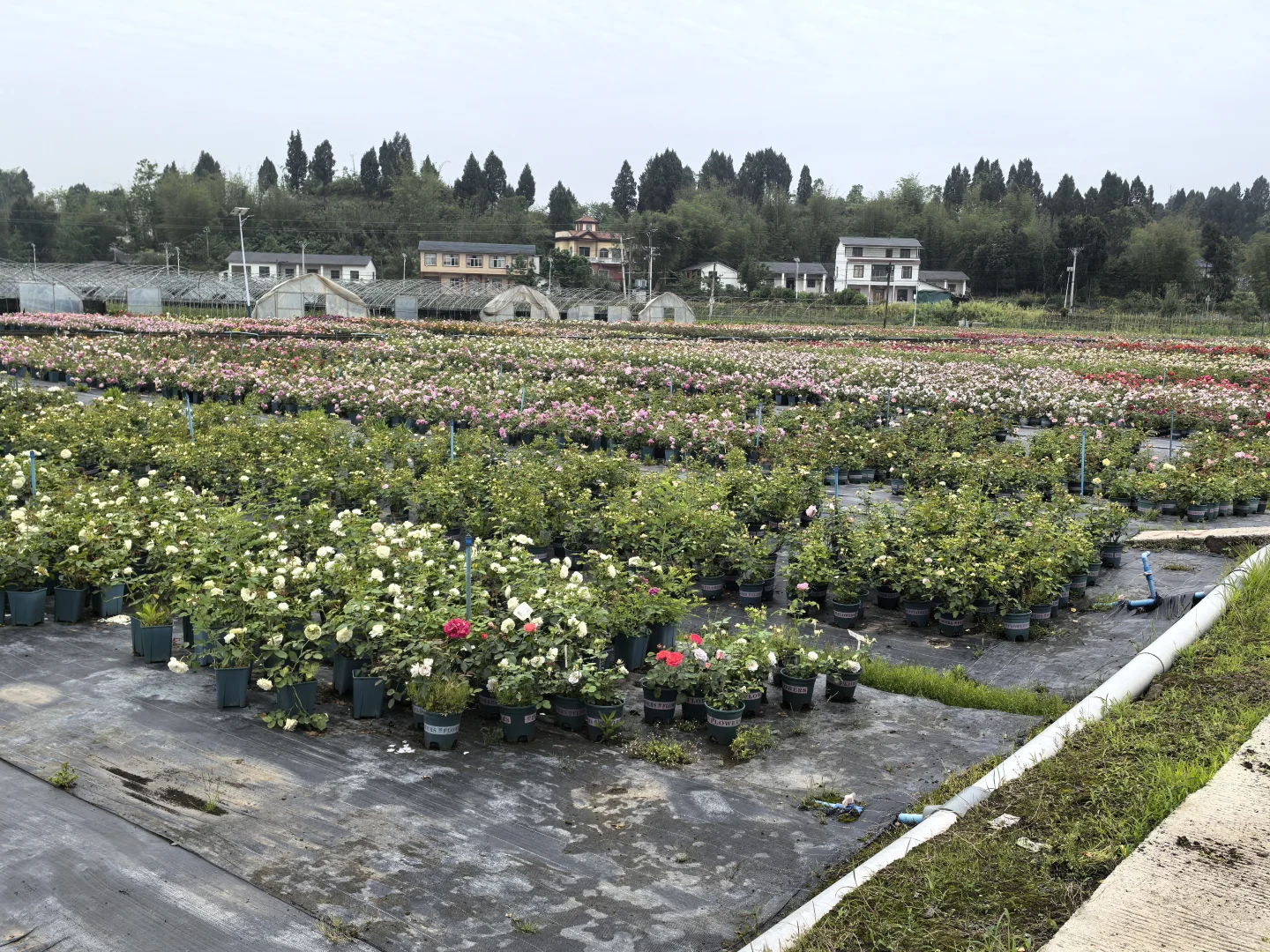 各种绣球、月季