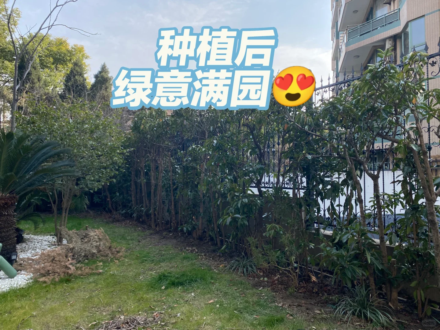 天气贼好，适合种树?