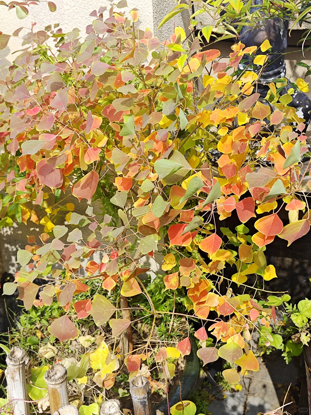 捡来的乌桕长大了