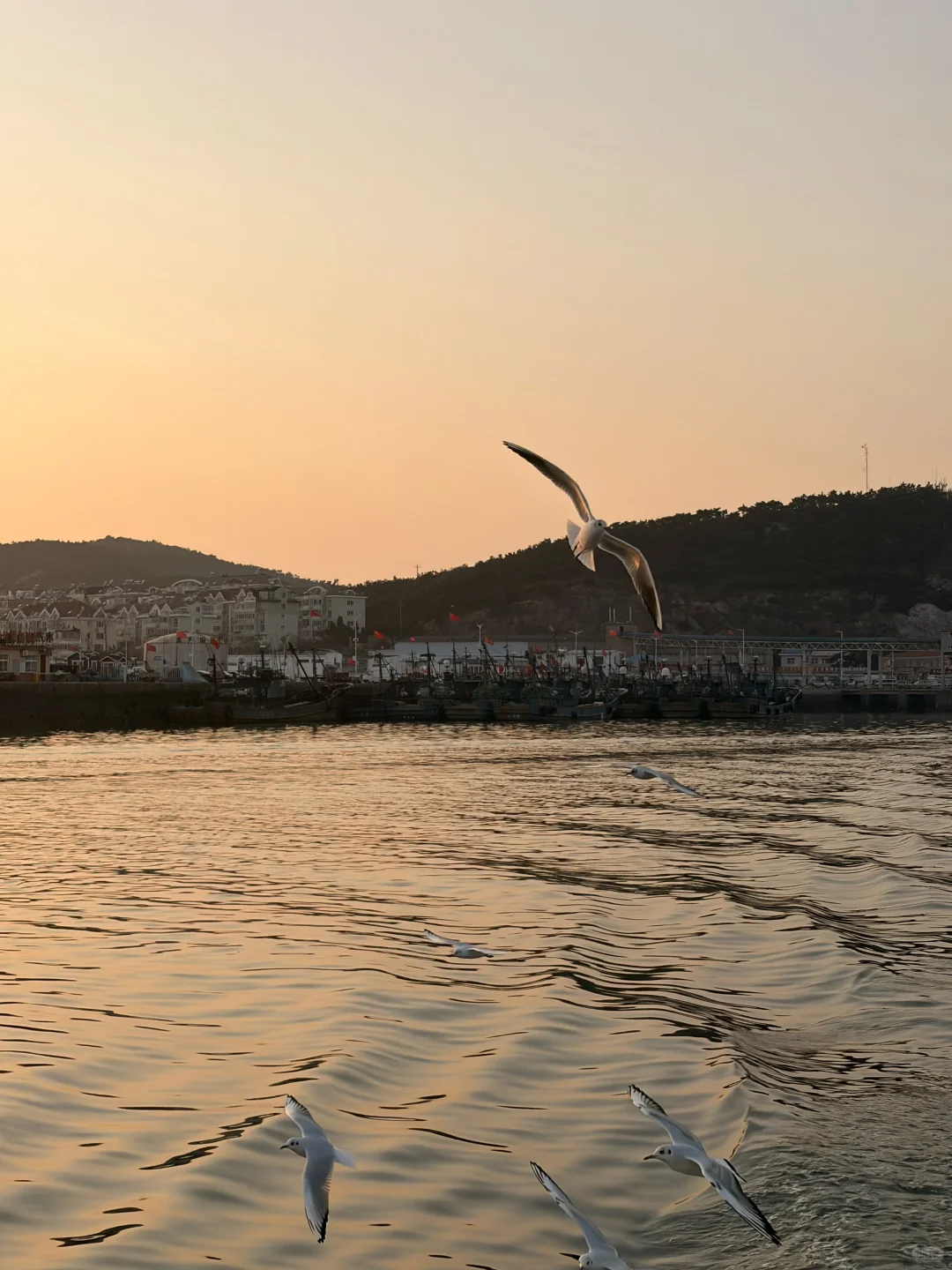 唐岛湾海鸥亲密指南|这些心机让鸥为你转身