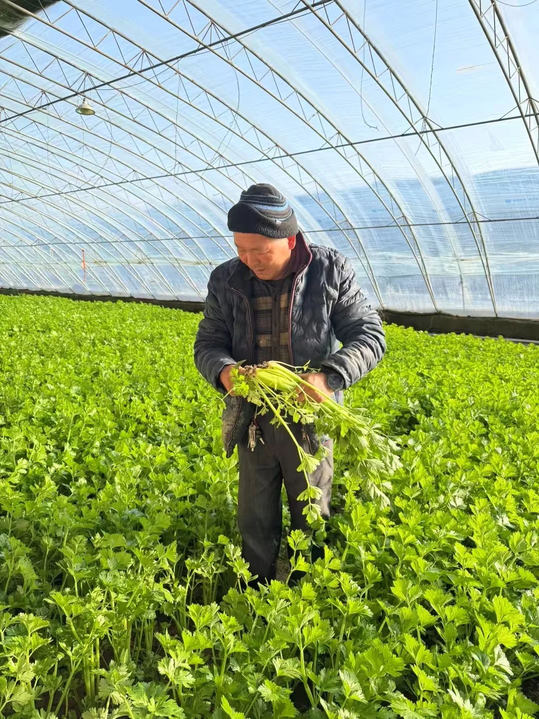 这里是超级大的有机蔬菜大棚?