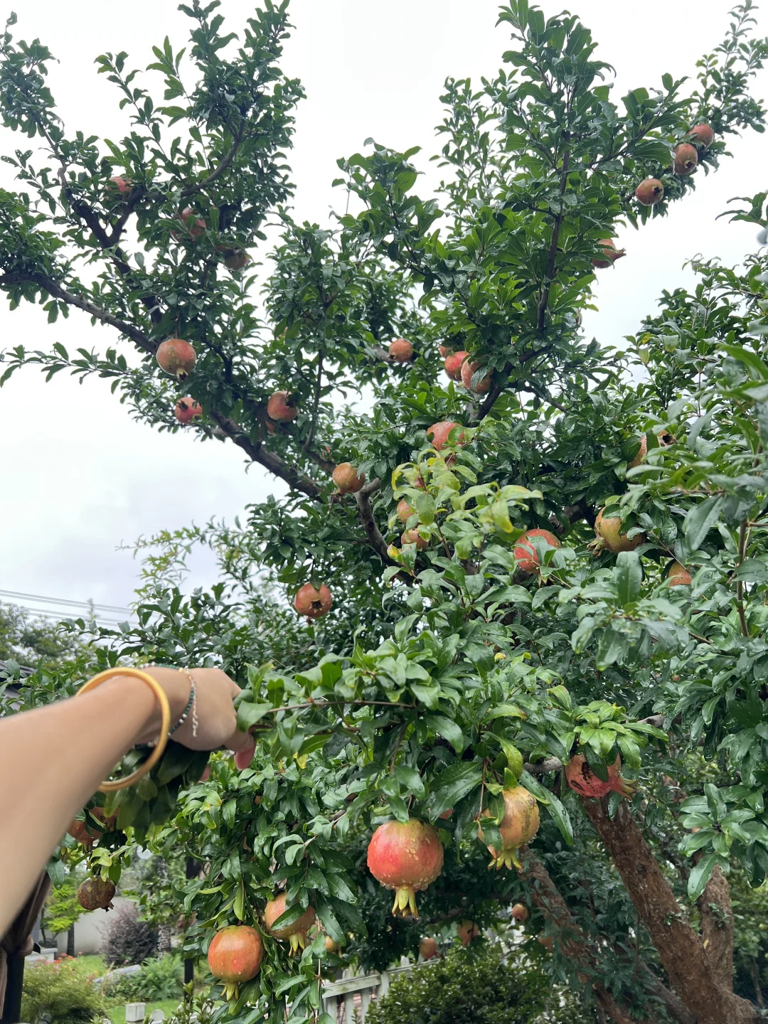 又到了吃石榴的季节了
