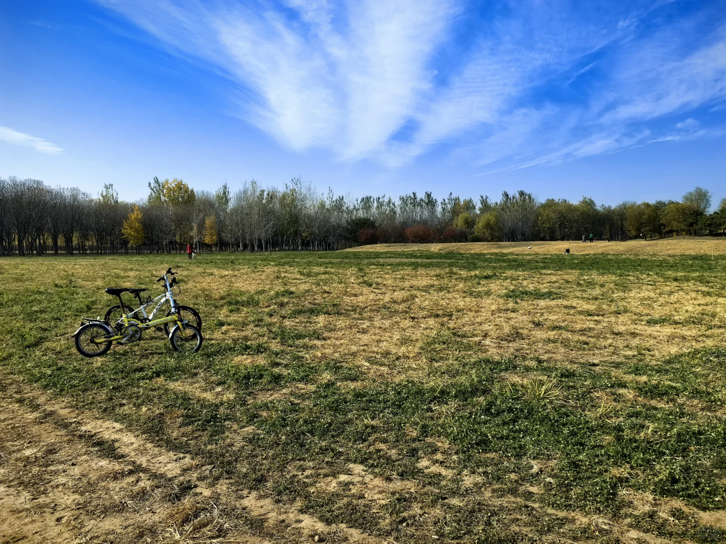 国际企业亦庄文化园银杏林