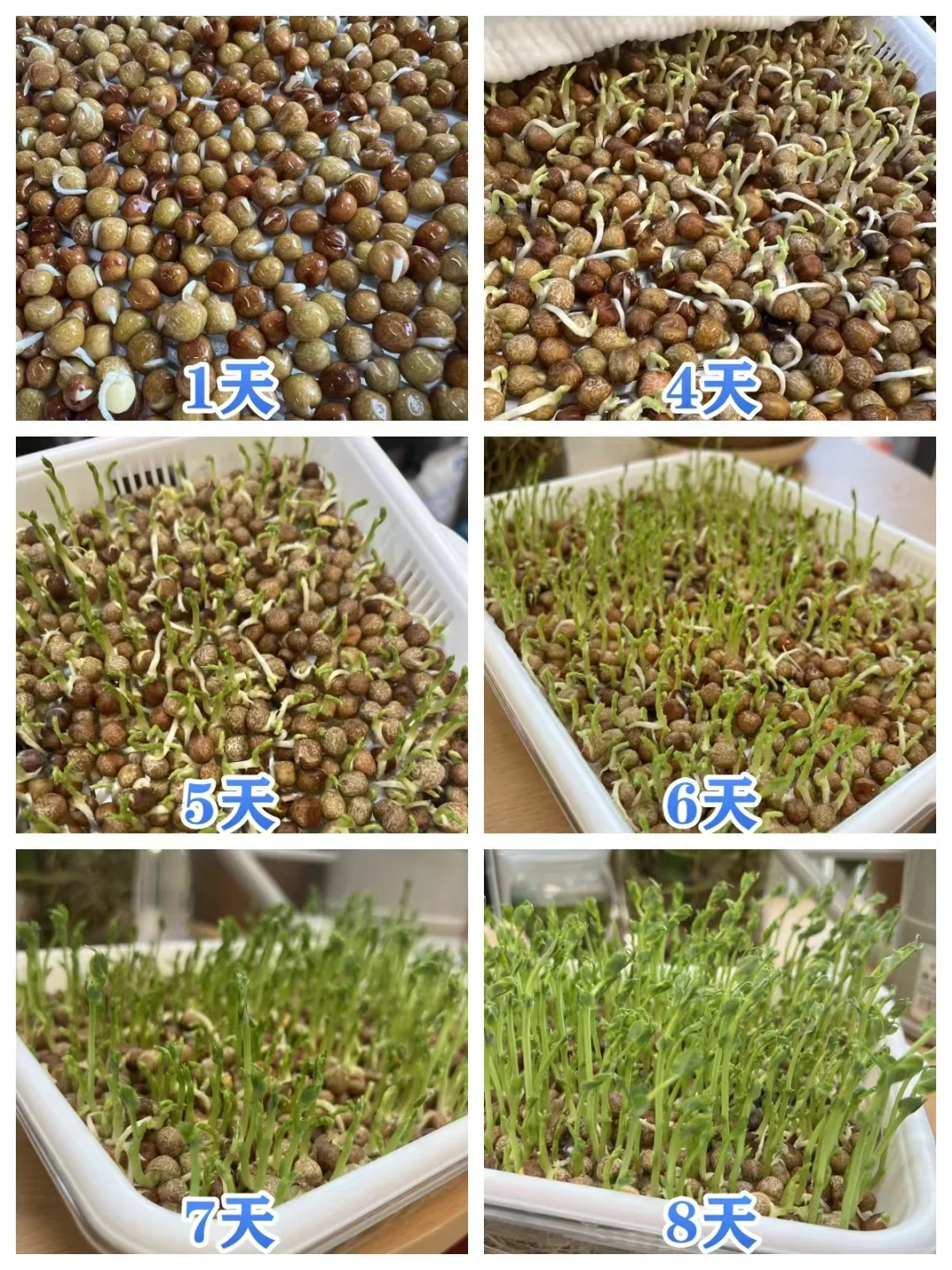 冬天，我终于实现了「蔬菜自由」！?