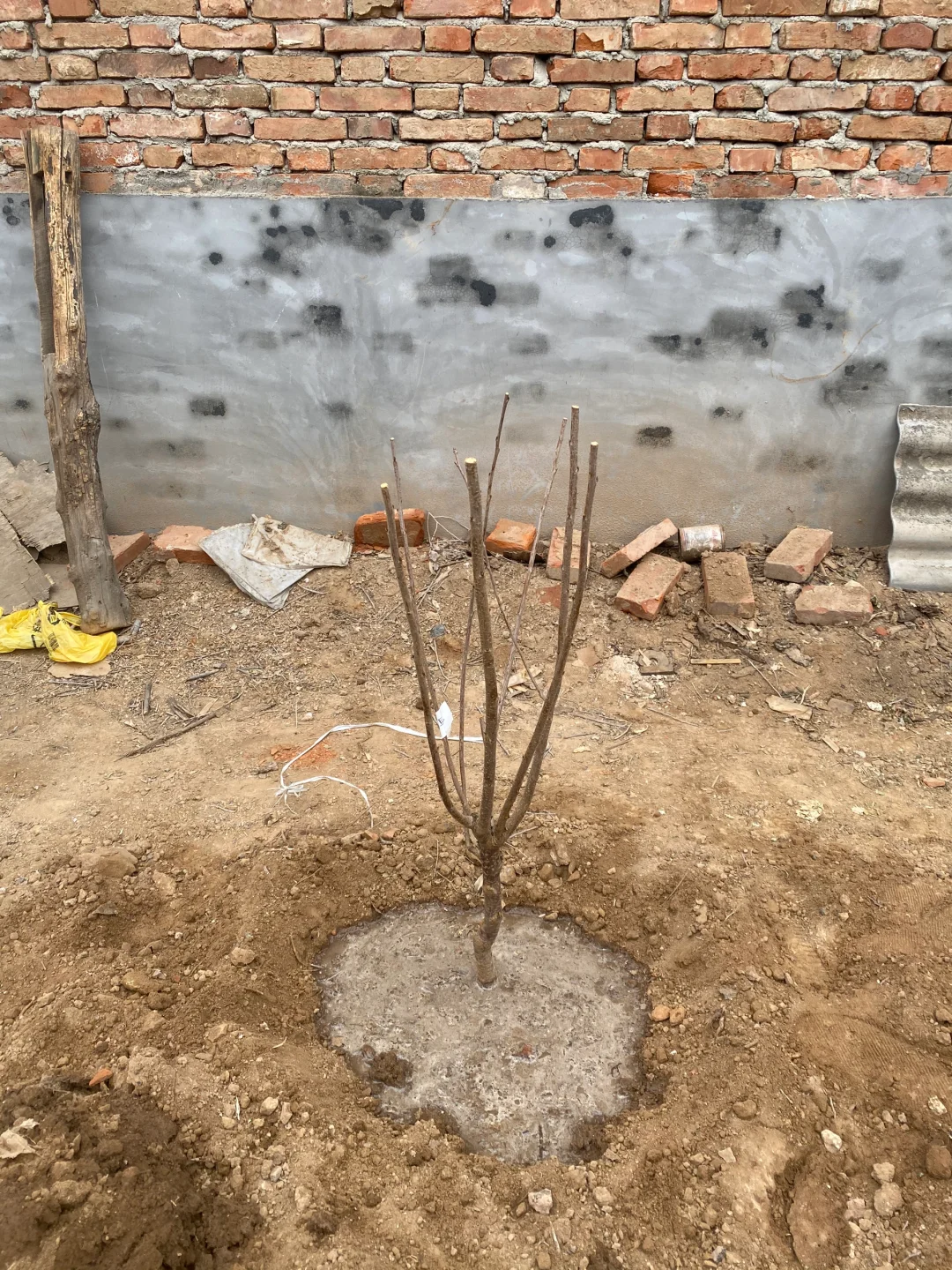 关于两颗樱桃树成长的故事?