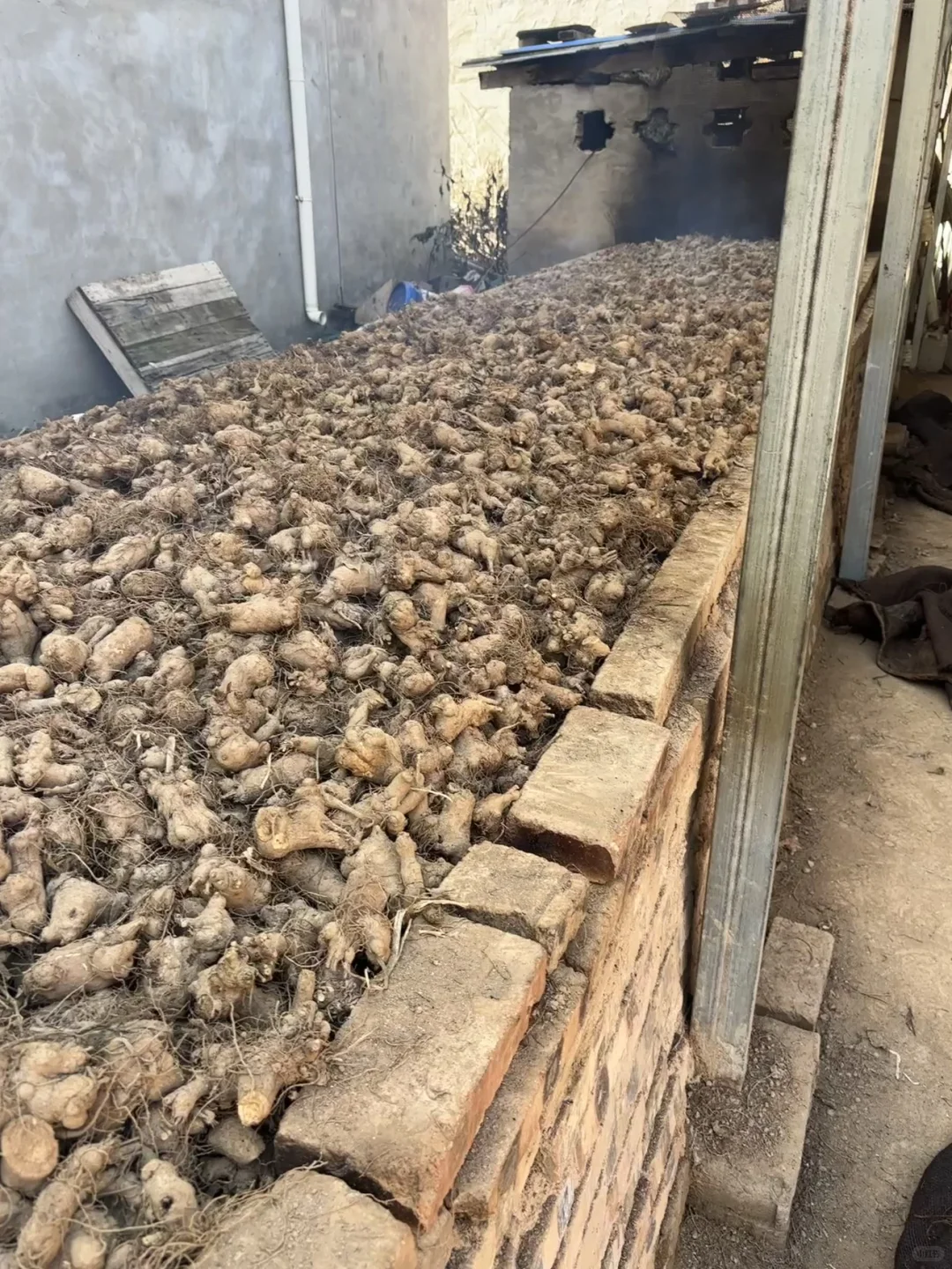 04年大学生回村创业种200亩中药材白术