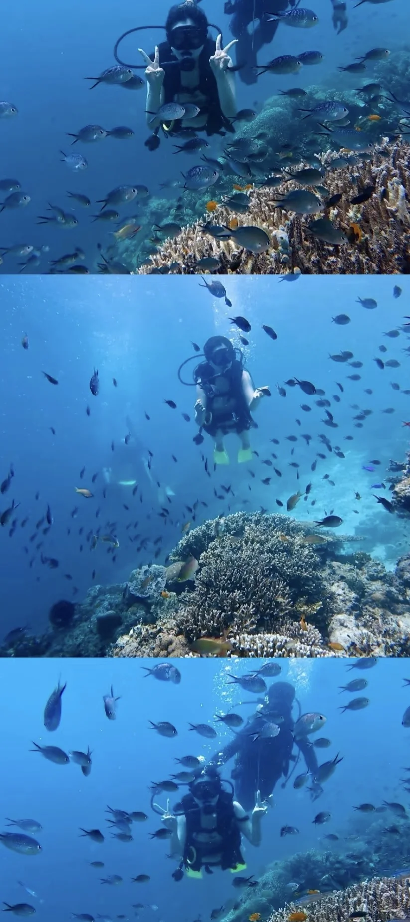 西岛潜水找我，还有机会玩桨板哦