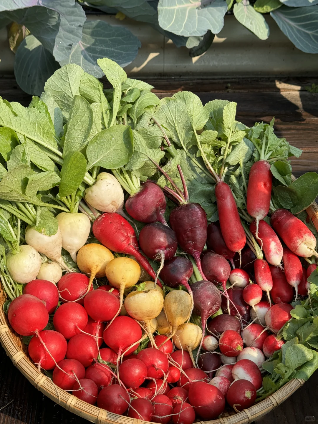 历经两个月从小菜苗到采收大家看我种的如何