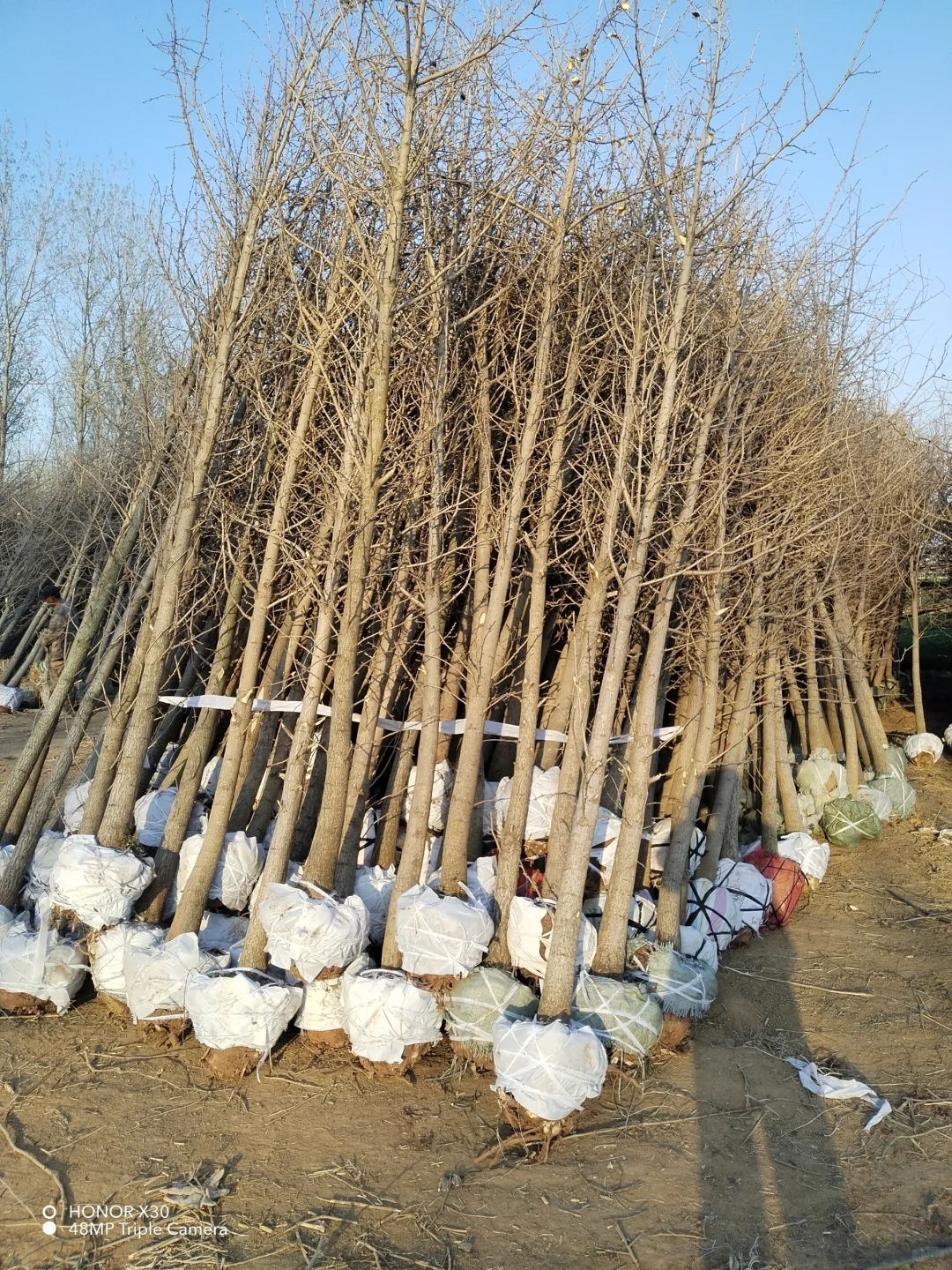 1--15公分银杏树