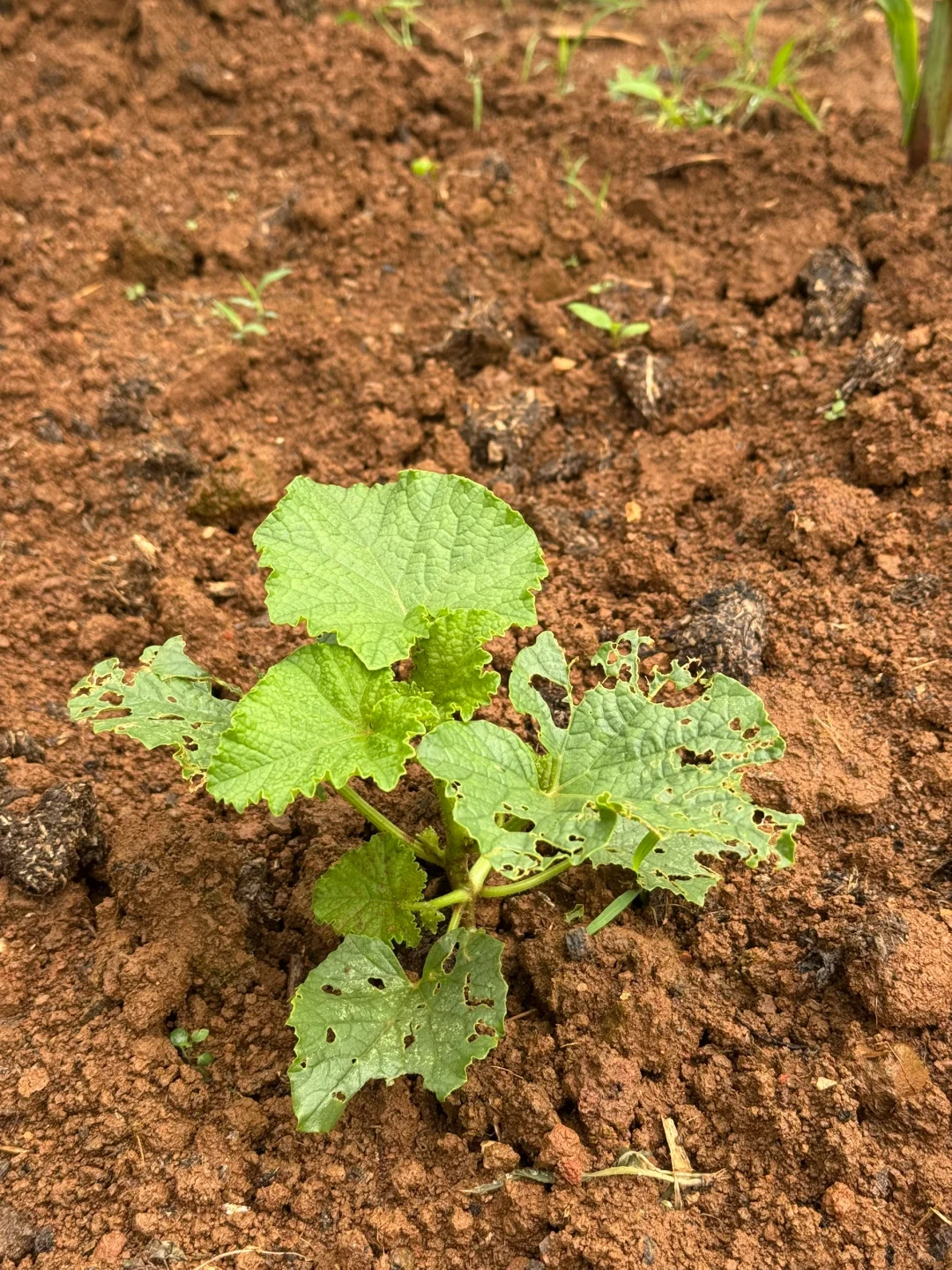 瓜果蔬菜的幼崽版本，太可爱了?
